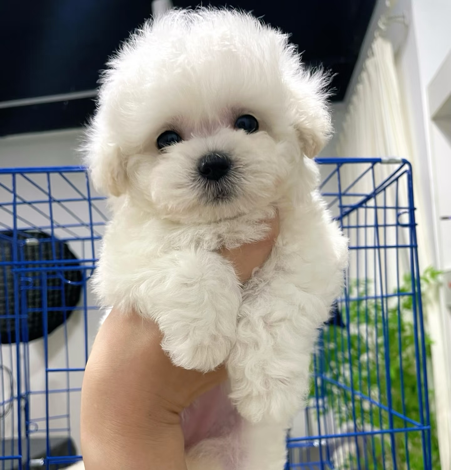 比熊聪明可特别适合情感陪伴